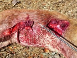 GRIM REAPER PUNTA DE CAZA PRO SERIES PACK 4 -MOMO ARCHERY 1383